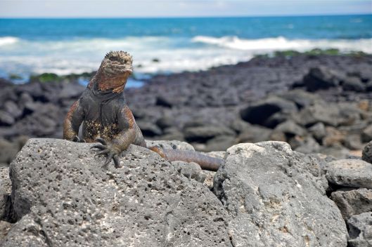 galapago-iguana